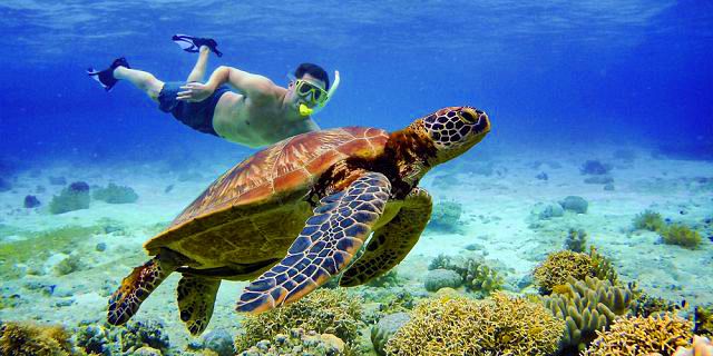 Swim with Turtles at Balaclava Marine Park (4)